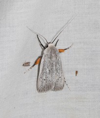 Maroga setiotricha