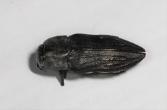 Merimna atrata