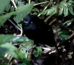 Hafferia zeledoni