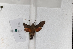 Macroglossum vacillans