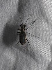 Myriochila semicincta