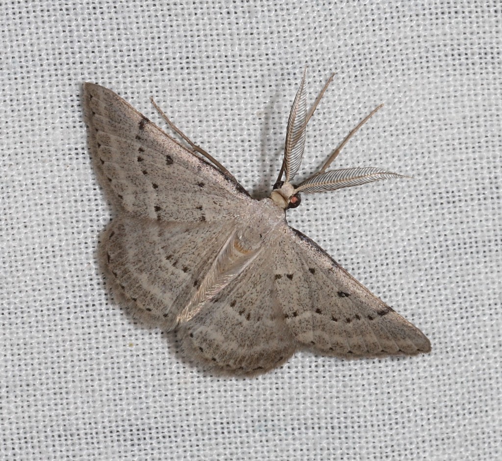 Nearcha caronia