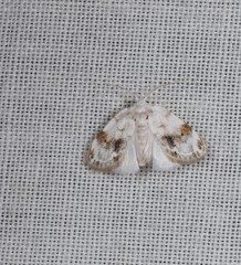 Niphopyralis chionesis