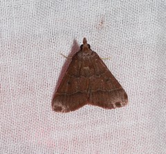 Arippara disticha