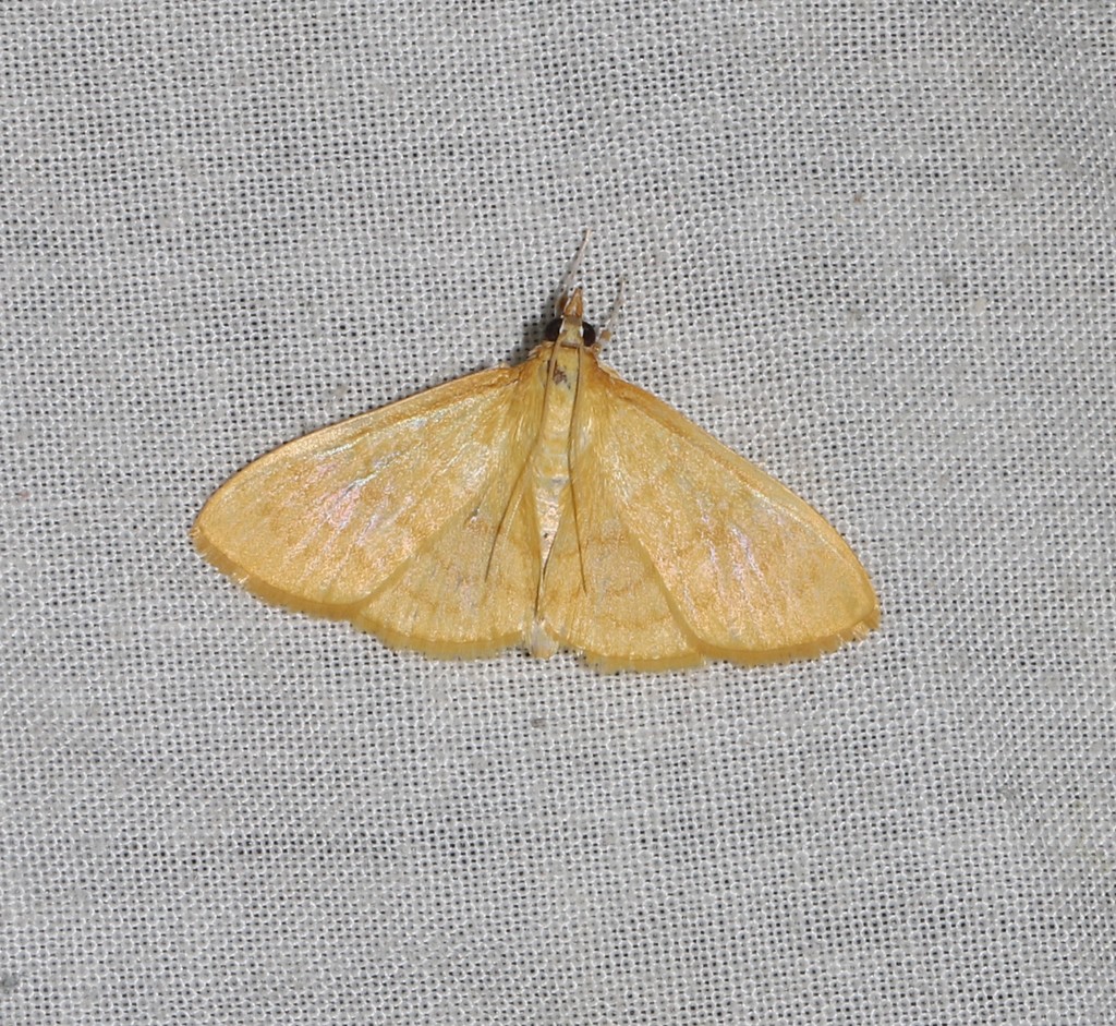 Spinosuncus aureolalis