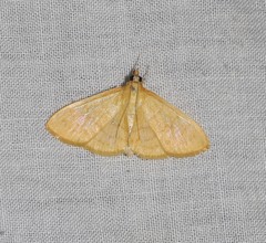 Paratalanta aureolalis