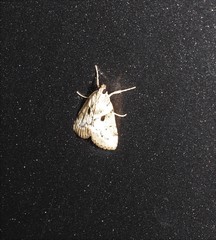 Otiophora clavifera
