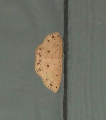 Perixera porphyropis