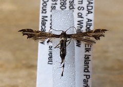 Geina tenuidactylus