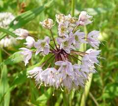 Allium cernuum cernuum