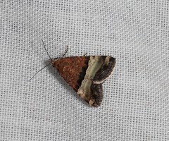 Pseudozarba orthopetes