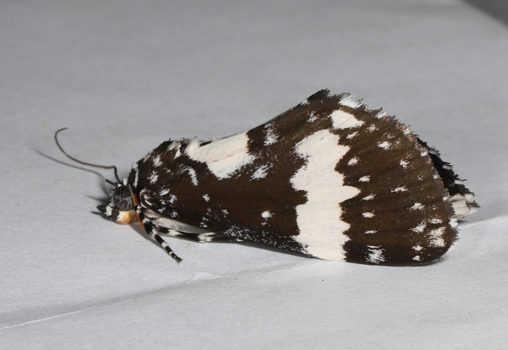 Radinocera