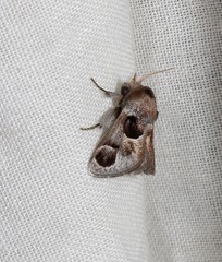 Pygmaeomorpha ocularis