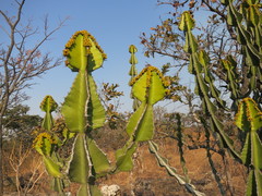 Euphorbia