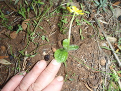 Ranunculus bullatus subsp. bullatus image
