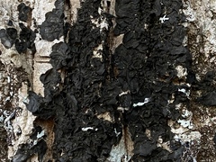 Collema subflaccidum