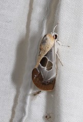 Westermannia gloriosa