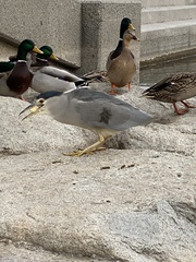 Nycticorax nycticorax