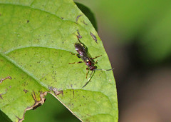 Cratichneumon paratus