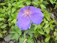 Geranium wallichianum