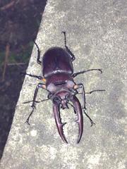 Lucanus formosanus