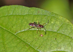 Cratichneumon paratus
