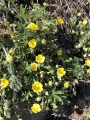Potentilla pusilla