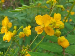Senna sophera
