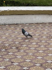 Columba livia domestica