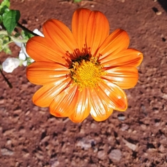 Tithonia rotundifolia