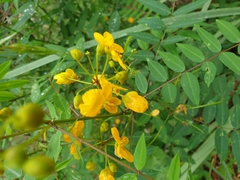 Senna sophera