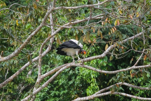 Sarcoramphus papa image