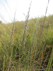Eragrostis canescens