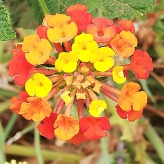 Lantana camara