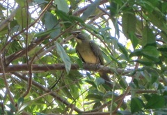 Saltator olivascens
