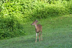 Odocoileus virginianus image