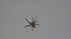 Larinioides sclopetarius