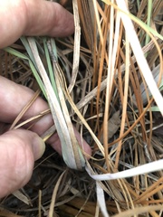 Andropogon cretaceus