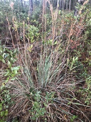 Andropogon cretaceus