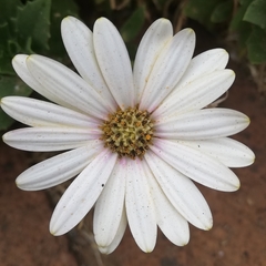 Asteraceae