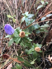 Gentiana catesbaei