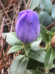 Gentiana catesbaei