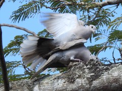 Streptopelia decaocto