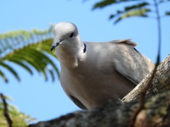Streptopelia decaocto