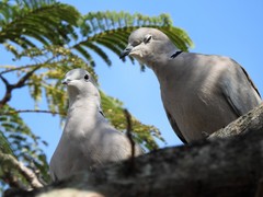 Streptopelia decaocto