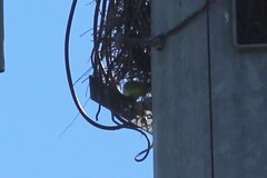 Myiopsitta monachus