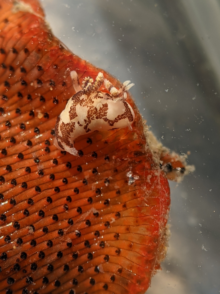freckled ancula