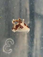 Ancula lentiginosa