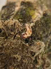 Ancula lentiginosa
