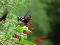 Byasa polyeuctes termessus